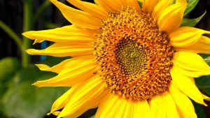 Співпраця: виробництво та купівля-продаж смаженого насіння соняшнику. Сотрудничество: производство и купля-продажа жареных и сырых семечек подсолнечника. Kauf und Verkauf von Snackprodukten